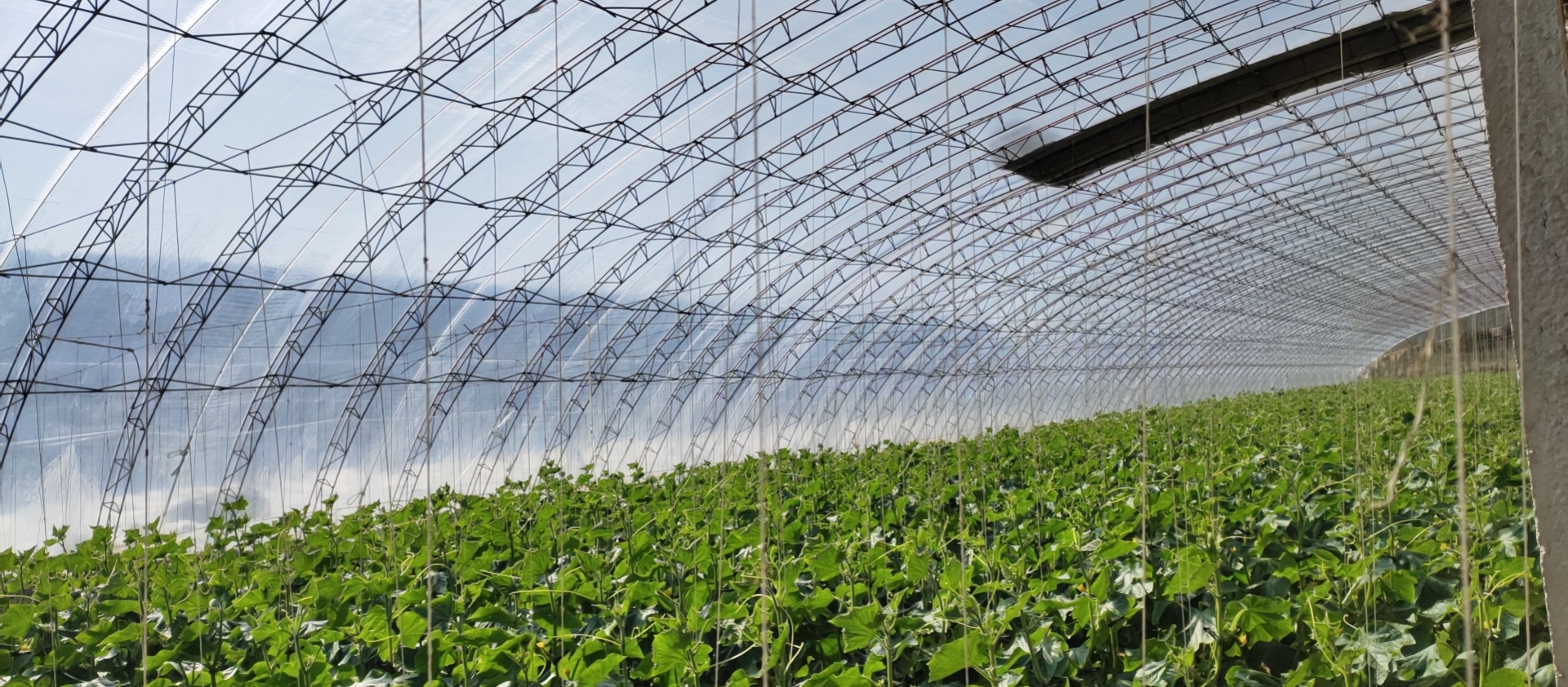 Agriculture green house film anti-fogging additive